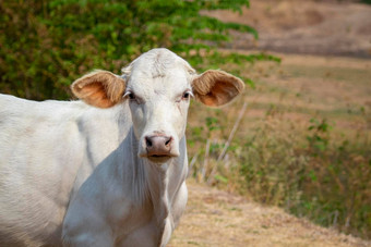 图像白色牛盯着自然背景动物农场
