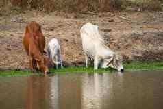 图像牛喝水沼泽自然背景农场动物