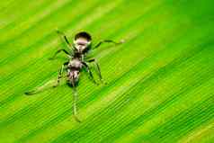 图像蚂蚁polyrhachis潜水绿色叶昆虫动物
