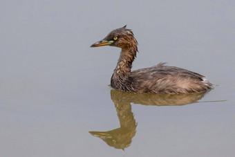 图像grebe<strong>快速</strong>巴普图斯ruficollis反射涉水水鸟动物