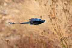 图像更大的racket-tailed燕卷尾飞行自然背景鸟动物