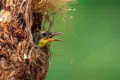 图像婴儿鸟等待妈妈。饲料鸟的巢自然背景鸟动物