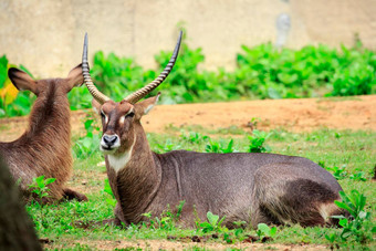 图像常见的非洲大羚羊科布斯<strong>省略号</strong>放松草野生动物动物