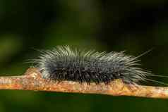 图像黑色的毛毛虫蠕虫eupterotetetacea白色头发分支昆虫动物