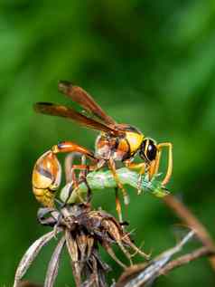 图像纸黄蜂吃蠕虫受害者自然背景昆虫动物