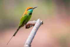 图像绿色食蜂鸟鸟梅罗普斯东方人树分支自然背景鸟动物