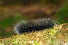 图像黑色的毛毛虫蠕虫eupterotetetacea白色头发分支昆虫动物