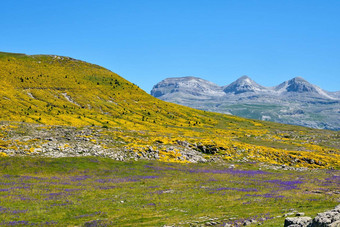 美丽的景观色彩斑斓的花ordesa基督山失去了国家公园