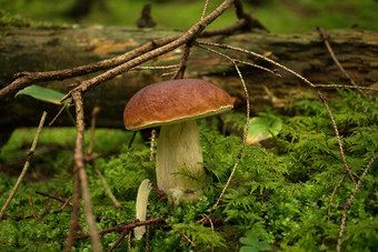 口袋牛肝菌属蘑菇日益增长的郁郁葱葱的绿色莫斯