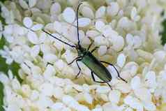 绿色长角牛甲虫坐着白色花
