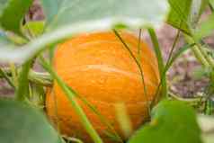 橙色南瓜谎言绿色树叶收获秋天蔬菜