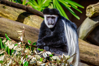 黑白疣猴猴子