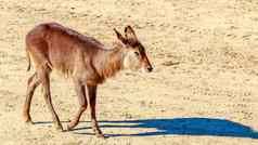 女法法萨非洲大羚羊