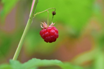 成熟的红色的<strong>树莓</strong>关闭模糊背景
