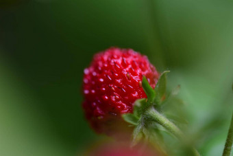 成熟的红色的草莓阀杆布什