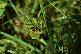 棕色（的）蜘蛛长腿草坪上