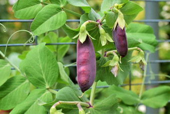 紫色的豌豆日益增长的布什花园