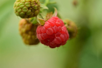 生绿色成熟的红色的<strong>树莓</strong>关闭模糊背景