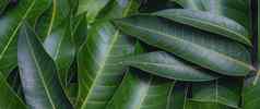 芒果叶子背景美丽的新鲜的绿色集团清晰的叶静脉纹理细节复制空间前视图关闭宏热带概念