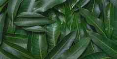 芒果叶子背景美丽的新鲜的绿色集团清晰的叶静脉纹理细节复制空间前视图关闭宏热带概念