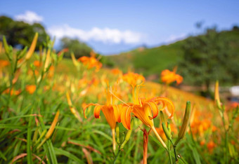 美丽的橙色黄花菜花农场liushidan山六十岩石山蓝色的天空<strong>云台</strong>湾Hualien富力关闭复制空间