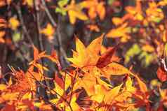 美丽的枫木叶子秋天阳光明媚的一天前景模糊的背景九州日本人关闭复制空间宏拍摄
