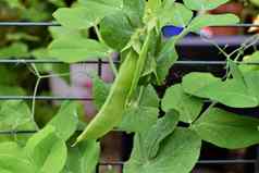绿色豌豆日益增长的布什花园