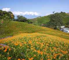 美丽的橙色黄花菜花农场liushidan山六十岩石山蓝色的天空云台湾Hualien富力关闭复制空间