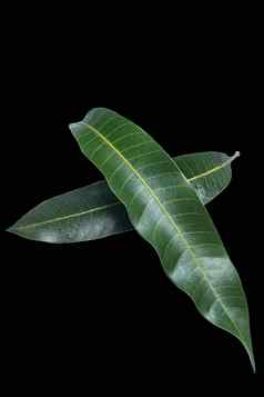 绿色新鲜的芒果叶子孤立的黑色的背景美丽的静脉纹理细节剪裁路径减少关闭宏热带概念