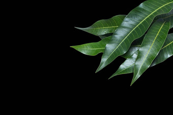 绿色新鲜的芒果叶子孤立的黑色的背景美丽的静脉纹理细节剪裁路径减少关闭宏热带概念