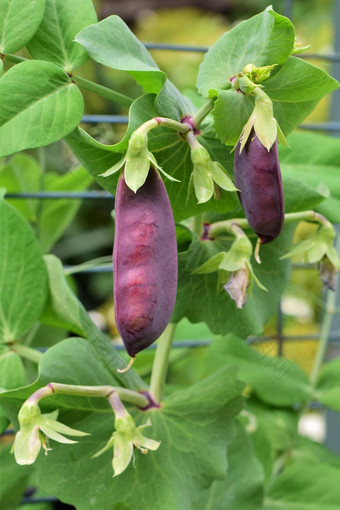 紫色的豌<strong>豆</strong>日益增长的布什花园