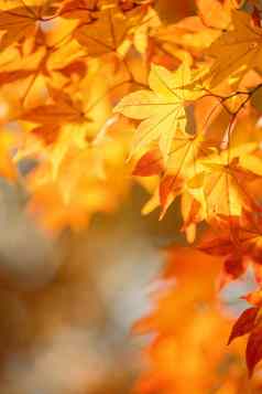 美丽的枫木叶子秋天阳光明媚的一天前景模糊的背景九州日本人关闭复制空间宏拍摄