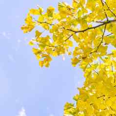 设计概念美丽的黄色的银杏gingkobiloba树叶秋天季节阳光明媚的一天阳光关闭散景模糊的背景