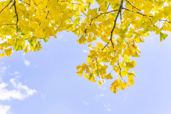 设计概念美丽的黄色的银杏gingkobiloba<strong>树叶</strong>秋天季节<strong>阳光</strong>明媚的一天<strong>阳光</strong>关闭散景模糊的背景