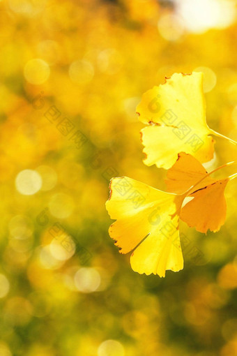 设计概念美丽的黄色的银杏gingkobiloba树叶秋天季节阳光明媚的一天阳光关闭散景模糊的背景