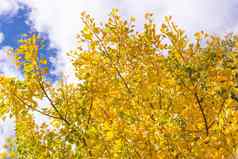 美丽的黄色的银杏gingkobiloba树森林秋天季节阳光明媚的一天阳光蓝色的天空白色云生活方式