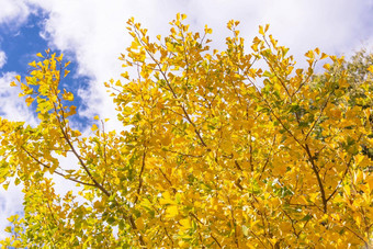 美丽的黄色的银杏gingkobiloba树森林秋天季节<strong>阳光</strong>明媚的一天<strong>阳光</strong>蓝色的天空白色云生活方式