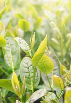 美丽的绿色茶作物叶早....太阳耀斑阳光新鲜的发芽树植物设计概念关闭宏