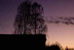 屋顶房子树分支机构背景黎明