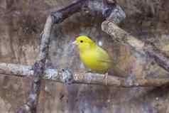 黄色的鸟坐着分支笼子里
