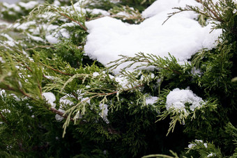 雪<strong>绿</strong>色分支机构常<strong>绿布</strong>什