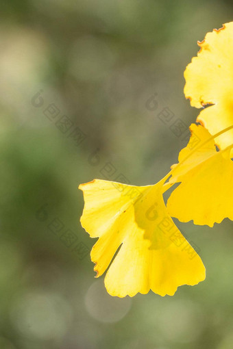 设计概念美丽的黄色的银杏gingkobiloba树叶秋天季节<strong>阳光</strong>明媚的一天<strong>阳光</strong>关闭散景模糊的背景