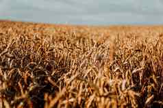 耳朵小麦夏天小麦场自然自然背景