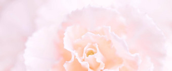 摘要花背景苍白的粉红色的康乃馨花宏花背景假期品牌设计