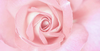 软焦点摘要花背景苍白的粉红色的玫瑰花宏花背景假期品牌设计