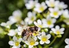 工作蜜蜂小白色花花园