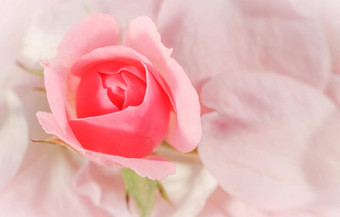 软焦点摘要花背景巴德粉红色的玫瑰花宏花背景假期品牌设计