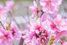 美丽的优雅的苍白的光粉红色的桃子开花花树分支公共公园花园春天日本模糊背景