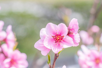 美丽的优雅的苍白的光粉红色的<strong>桃子开花</strong>花树分支公共公园花园春天日本模糊背景