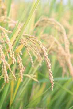 黄色的帕迪场摇摆日落一天时间亚洲生短粮食大米作物茎耳朵十足有机农业农业概念关闭